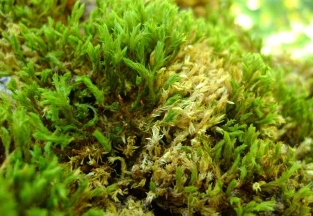 grass - summer, macro, mountain, grass