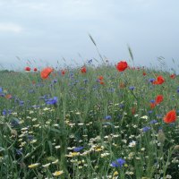 Field With Flowers