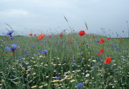 Field With Flowers - field, flowers, garden, grass