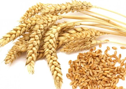 Wheat Grains - field, grains, wheat, flower