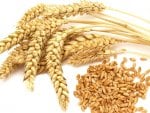 Wheat Grains