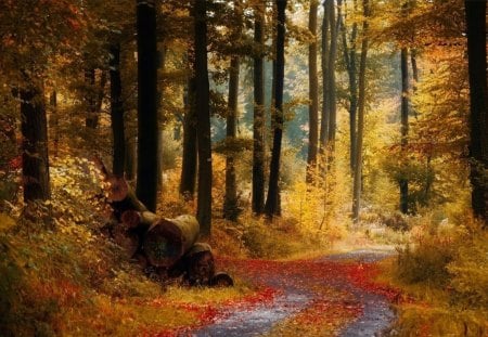 Autumn Forest Trail - trees, yellow, road, colors, forest, light, orange, leaves, path, nature, autumn, shade, day