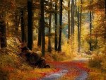 Autumn Forest Trail