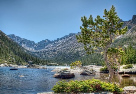 fantastic mountain stream hdr - forests, stream, tree, hdr, mountains, rocks