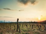 sunset over a vineyard