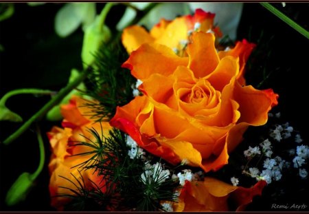 Rose - rose, flowers, yellow, remi aerts, photography, orange, nature, color, artist, photographer