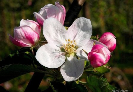 Spirit  of Spring - spirit, buds, photography, spring, blooming, flowers, nature, photographer, Remi Aerts, apple, artist