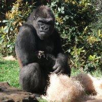 Ape at the Dallas Zoo