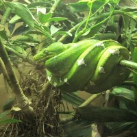 Snake at Dallas Zoo