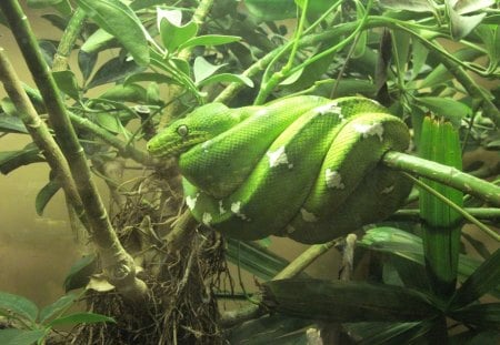 Snake at Dallas Zoo - zoo, tree, green, Snake