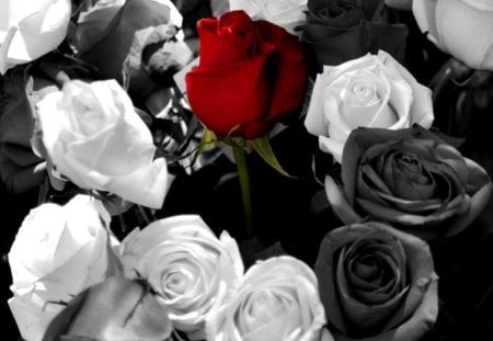 Lonley red rose - image, color, wallpaper, new