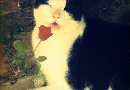 Cat-Fatso - roses, tuxedo cat, relaxing, cute, cats, tuxedo cats, smell, cat