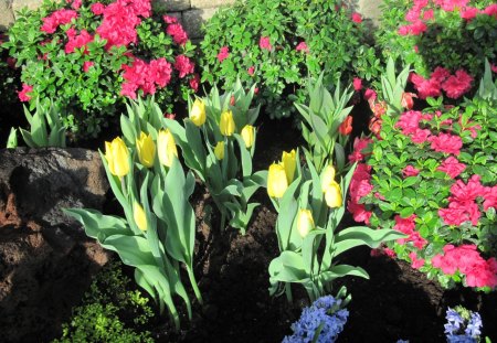 Spring Day in my garden 30 - Yellow, hyacinths, Flowers, blue, photography, red, green, garden, Tulips