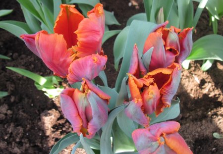 Spring Day in my garden 34 - soil, brown, tulips, flowers, photography, orange, green