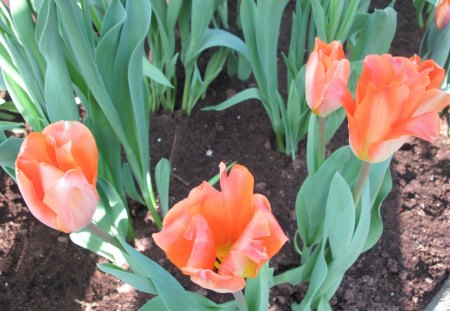 Spring Day in my garden 40 Tulips - garden, soil, brown, tulips, flowers, photography, orange, green