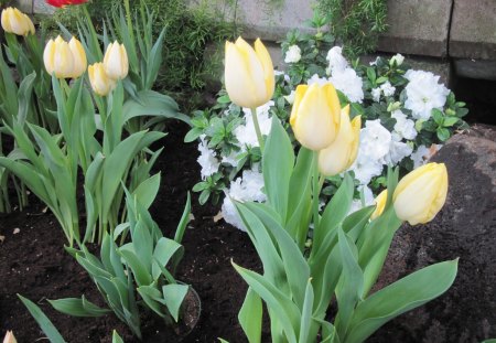 Spring Day in my garden 54 - Flowers, yellow, brown, photography, soil, white, red, green, garden, Tulips