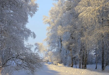 *** Winter time *** - winter, time, snow, anima, forest, animals