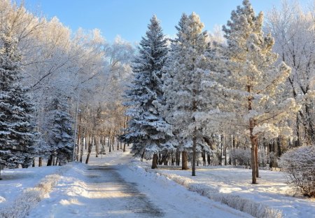 *** Beautiful winter forest *** - snow, trees, winter, nature