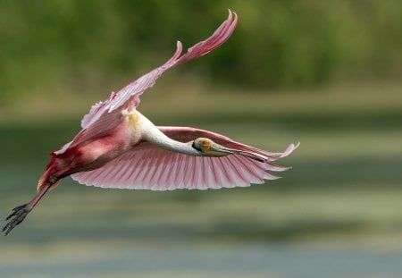 *** Beautiful bird *** - animal, irbis, bierds, animals