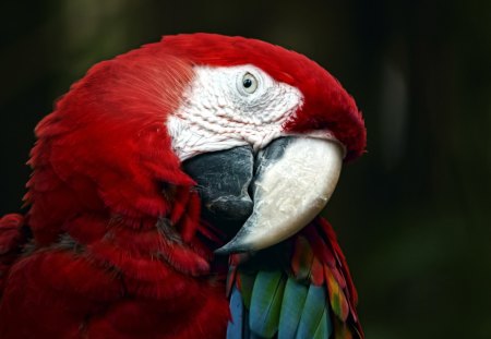 *** Funny parrot *** - animal, animals, bird, parrot, birds