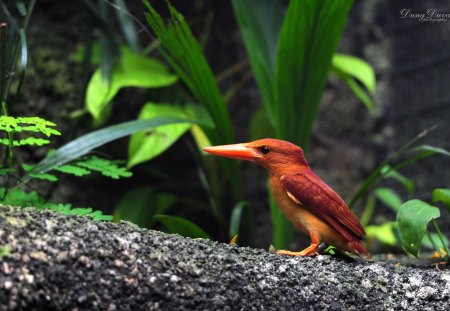 * Beautiful Kingfisher - like the photographer * - bird, birds, animal, kingfisher, animals