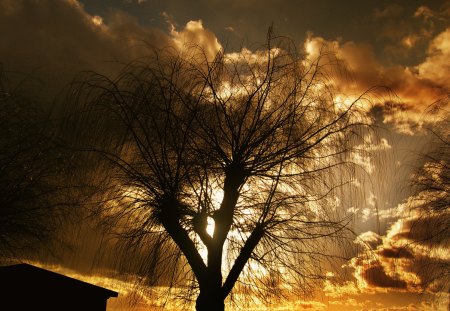 perfect timing - sky, photography, sun, sunset, black, nature, yellow, beautiful, clouds, tree, dusk