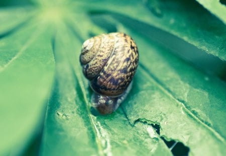 super slow - photography, leaf, nature, interesting, closeup, snail, cool, animal, green