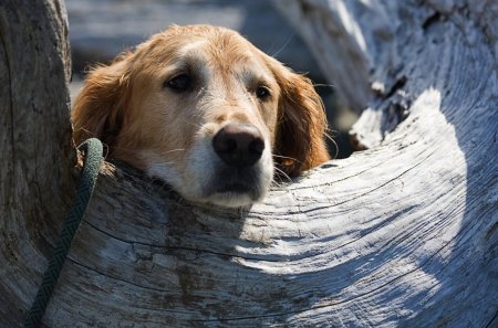 Dog - face, pretty, playful dog, cute, animals, beauty, beautiful, sweet, puppy, bubbles, playful, dogs, puppies, pay, lovely, dog face