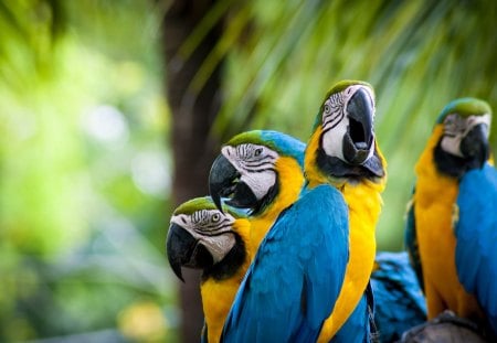 *** Colourful parrots *** - bird, colorful, parrots, birds, animal, animals