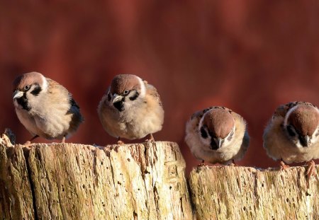 *** Sparrows *** - bird, birds, animal, sparrows, animals