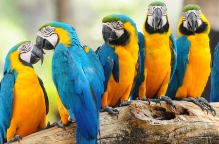 *** Colourful parrots *** - bird, colorful, parrots, birds, animal, animals