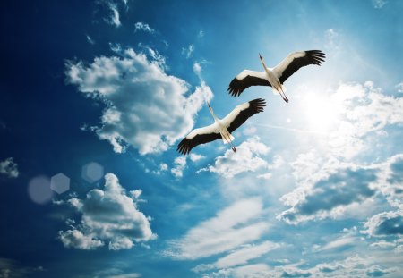 *** Storks in flight *** - bird, birds, blue, animal, storks, stork, flight, sky, animals