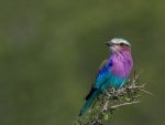 *** Colorful bird ***