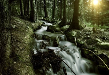 wondrous forest strem - stream, forest, rocks, mist, sunrise