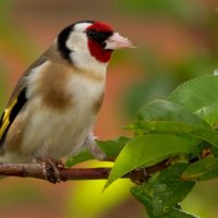 *** Lovely bird ***