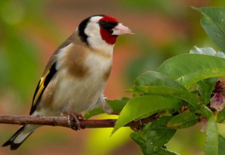 *** Lovely bird *** - birds, animal, animals, bird colorful