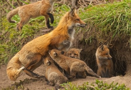 *** Fox family *** - kids, animal, fox, waild, animals, family