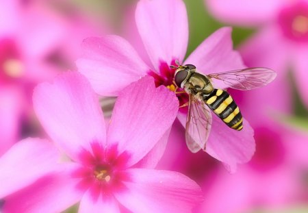 *** Wasp among the flowers *** - flowers, animal, bugs, wasp, animals