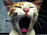 Cat Yawning