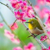 Spring Bird