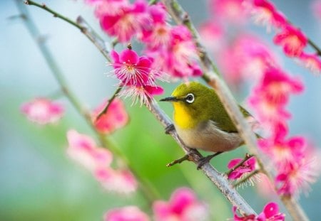 Spring Bird - nature, macro, animal, flowers, bird