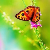 Butterfly on the Flowers