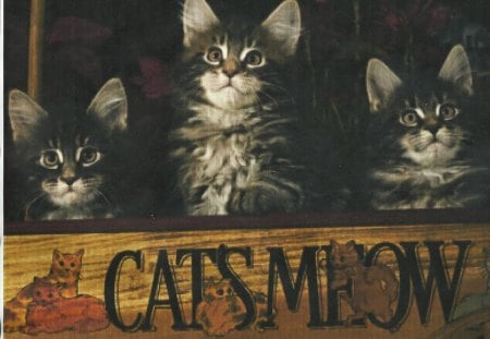 Triplet kittens in a wooden wagon - wagon, cute, wooden, kittens