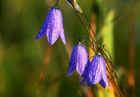 Lovely Blue Flowers - drops, flowers, macro, nature, blue