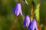 Lovely Blue Flowers