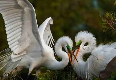 Two Herons Fighting - trees, jack, wood, forest, white, herons, wings, feathers, animals