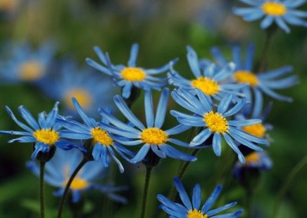 *Gentle Blue* - pretty, summer, blue, buds, splendor, pollen, spring, gentle, leaves, flowers, plants, seasons, crocus, beautiful, photography, colors, lovely, cool, sweet, petals, tender touch, nature, picture, crocuses, cute, softness