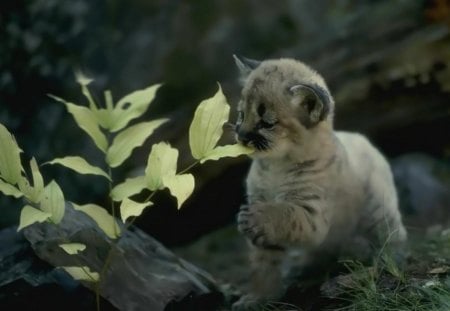 Cute cub - animal, cub, cute, cat