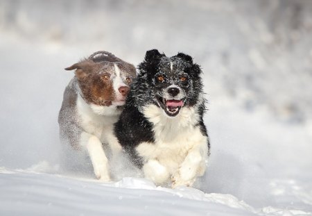 Dogs - pretty, pay, beautiful, dog face, beauty, puppies, lovely, playful dog, sweet, playful, dogs, bubbles, cute, face, puppy, animals