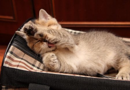 Cat - sleeping, beauty, cat face, hat, animals, sleepy, paws, face, pretty, cute, cat, kitty, lovely, kitten, cats, beautiful, sweet